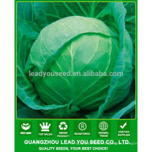 JC03 Beck tolerate high temeprature high yield cabbage seeds for bulk